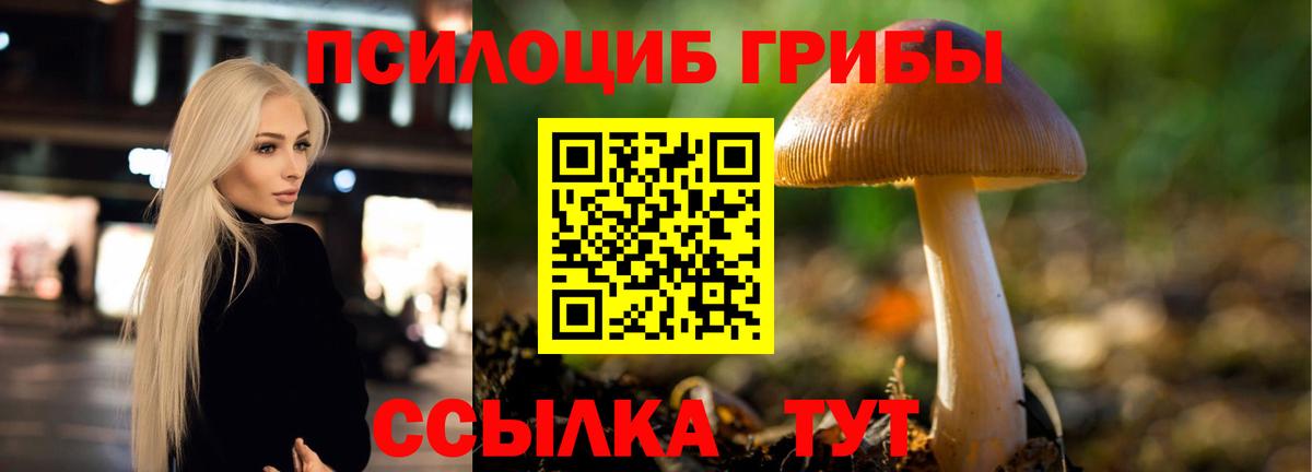 как найти закладки  Вход с VPN  Видное  Псилоцибиновые грибы Psilocybe 
